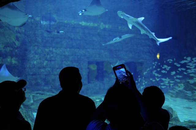 Aquarium Date Jakarta. Foto hanyalah ilustrasi bukan tempat sebenarnya. Sumber: Unsplash/Julien Maculan