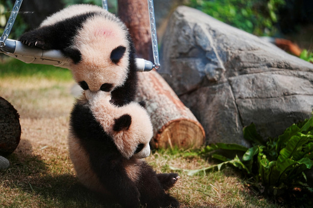 Anak panda kembar berusia 6 bulan bermain di Ocean Park, Hong Kong, Sabtu (15/2/2025). Foto: Lam Yik/REUTERS