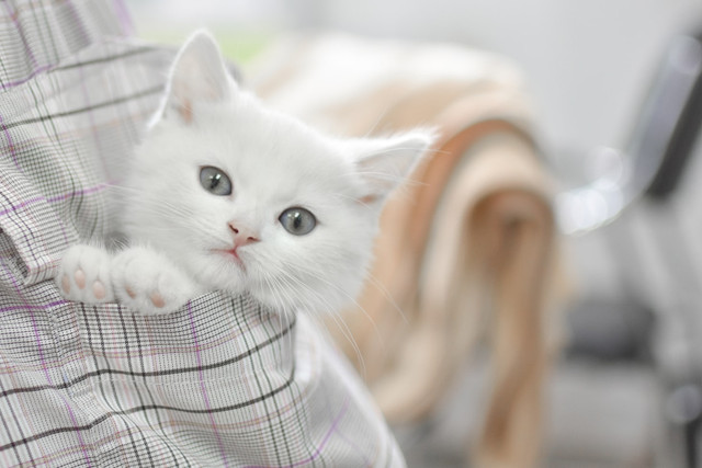 Ilustrasi Rekomendasi nama kucing betina putih. Foto: Unsplash/Bofu Shaw