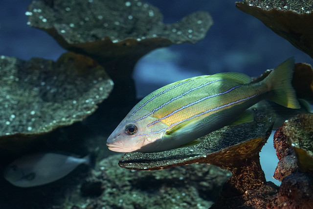 Ilustrasi ekomendasi lampu aquarium terbaik, Foto: Pixabay/makabera