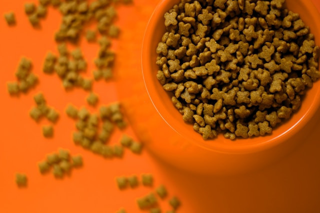 Ilustrasi rekomendasi dry food kucing grain free. Foto: Daniel Dan / Unsplash