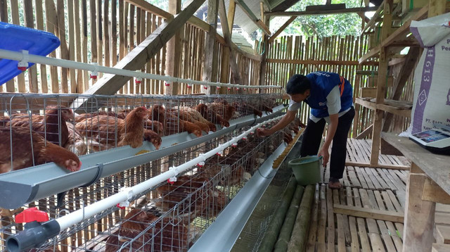 Program Peternak Ayam Petelur DT Peduli Garut (Sumber : DT Peduli)