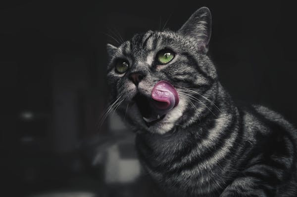 Ilustrasi Rekomendasi Anime Kucing, Foto: Pexels/Gabriel Crişan