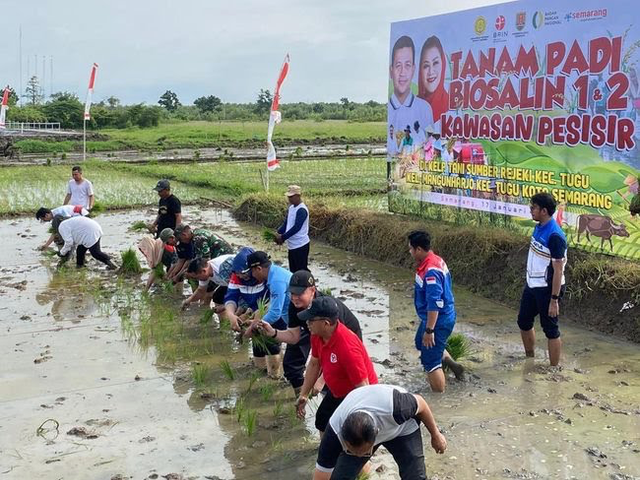 Program Tanam Padi Biosalin 1 & 2 di Kelurahan Mangunharjo, Kecamatan Kedu yang diinisiasi Wali Kota Semarang Hevearita Gunaryanti Rahayu atau Mbak Ita sebagai solusi berkelanjutan bagi pertanian pesisir. Foto: Dok. Istimewa