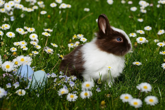 Ilustrasi Cara Merawat Kelinci Netherland Dwarf. Pexels/Pixabay