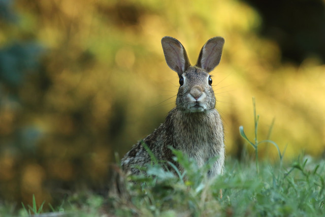 Ilustrasi Penyebab Kelinci Hamil Semu, Foto: Unsplash/Gary Bendig