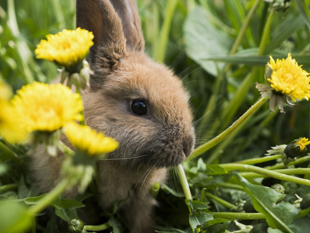 Ilustrasi Penyebab Anak Kelinci Mencret, Foto: Unsplash/Ансплэш Степана