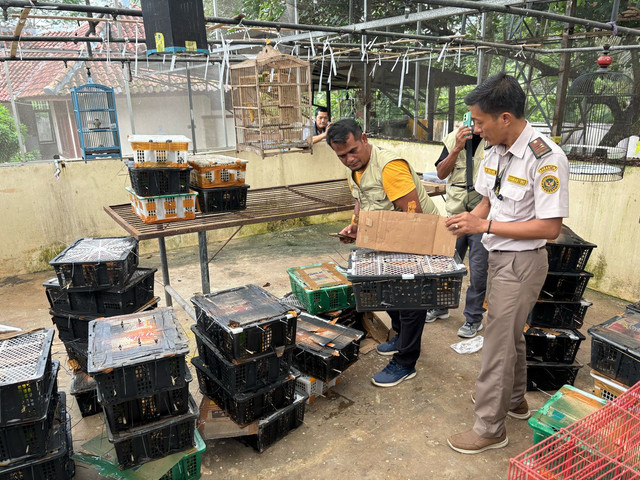 Penyelundupan ratusan burung digagalkan di Pelabuhan Bakauheni, Lampung Selatan. | Foto: Dok Karantina Lampung