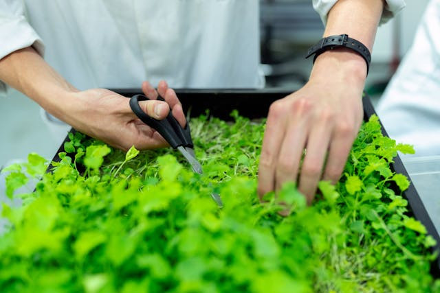 Urban Farming Purwakarta, foto hanya ilustrasi, bukan tempat sebenarnya: Unsplash/ThisIsEngineering