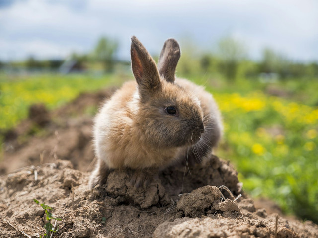 Ilustrasi Apakah Kelinci Vegetarian, Foto: Unsplash/Ансплэш Степана