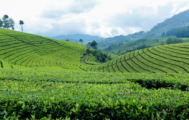 sirah kencong. Foto Hanya Ilustrasi Bukan Tempat Sebenarnya. Sumber Foto: Pexels/Yosi Azwan