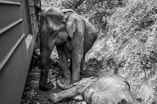 Gajah-gajah yang terluka terlihat di samping kereta api yang tergelincir di Habarana, Sri Lanka bagian timur, Kamis (20/2/2025). Foto: AFP