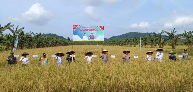 Panen padi bersama oleh Kodim 1201/Mempawah. Foto: Dok. Istimewa