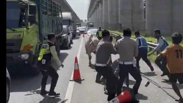 Momen polisi bersama warga tangkap sapi lepas di Tol Cikampek. Foto: Dok. Iptu Sandy Titah Nugrah