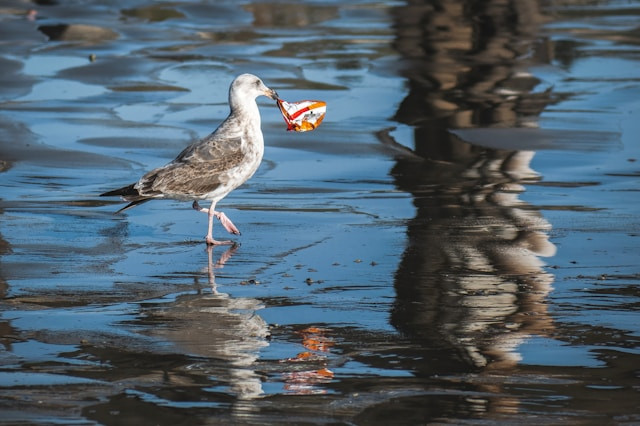 Ilustrasi Partikel Kecil Plastik yang Mencemari Laut dan Masuk ke Rantai Makanan. Foto: dok. Unsplash/Tim Mossholder