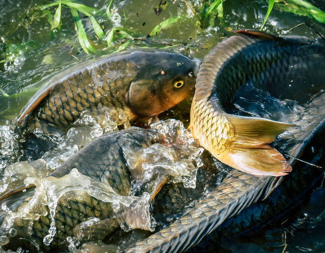 Ilustrasi kelebihan ikan lele dibandingkan ikan lainnya. Pexels/Chris F