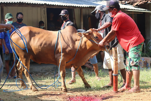  Ilustrasi Ketentuan Penyembelihan Hewan Qurban yang Benar Adalah. Sumber: Pixabay/ mufidpwt