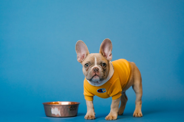 Ilustrasi Rekomendasi makanan basah anjing. Foto: Unsplash/Karsten Winegeart