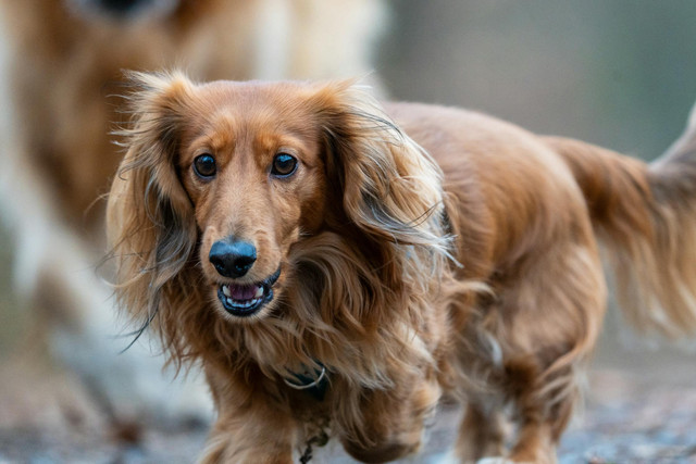 Ilustasi Perbedaan Anjing Golden dan Labrador, Ketahui sebelum Membeli, Pexels/Masood Aslami