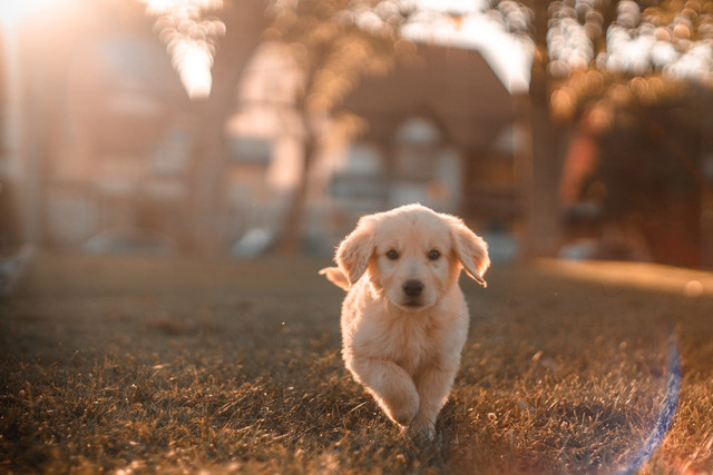 Ilustrasi perbedaan sifat anjing jantan dan betina. Foto:Unsplash/Cristian Castillo