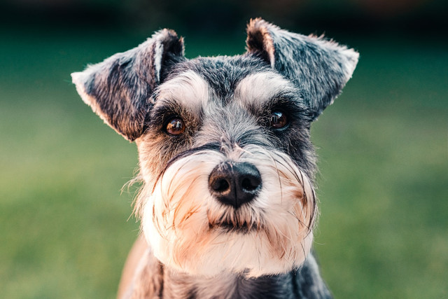 Ilustrasi perbedaan anjing pomeranian dan mini pom. Foto:Unsplash/Sebastian Coman Travel