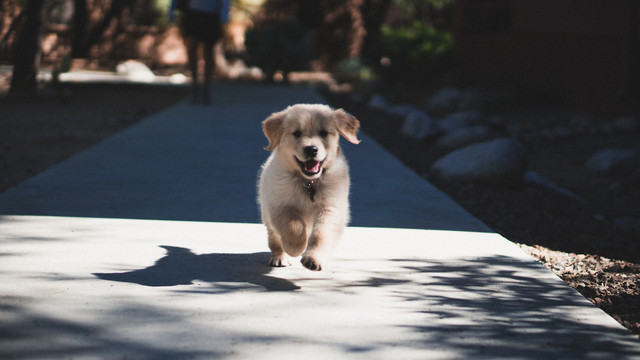 ILustras Perbedann anjing Maltese dan Shih Tzu. Foto:Unsplash/Andrew Schultz