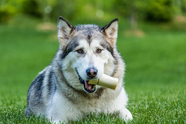 Ilustrasi kenapa anjing suka tulang? Foto:Pexels/Mohan Nannapaneni