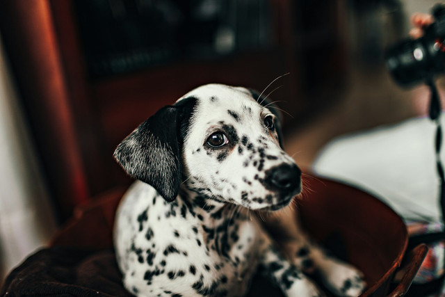 Ilustasi 5 Rekomendasi Susu untuk Anjing, Kaya akan Nutrisi, Unsplash/Helena Lopes