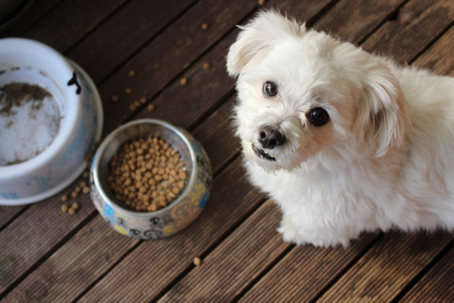 Ilustrasi rekomendasi makanan anjing murah, foto: unsplash/M Burke