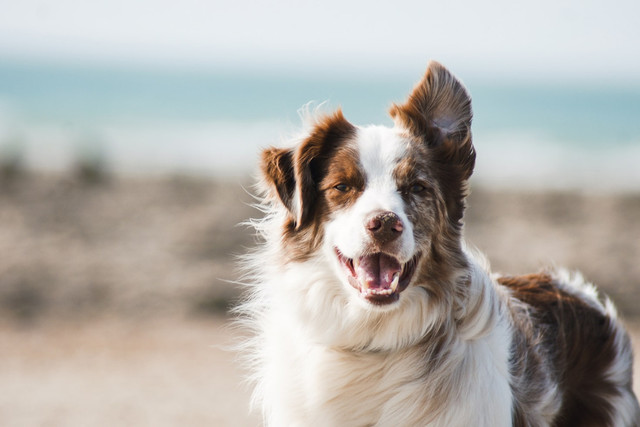 Ilustrasi rekomendasi shampo anjing anti kutu, foto: unsplash/Pauline Loroy