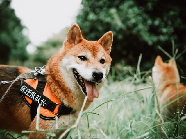 Ilustrasi Perbedaan Anjing Akita Inu dan Shiba Inu,Pexels/Annalise Annalise