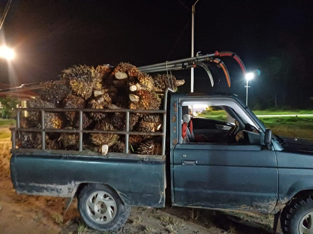 Polisi mengamankan barang bukti TBS kelapa sawit, alat panen, hingga satu unit mobil Toyota Kijang. Foto: Dok. Satreskrim Polres Sambas