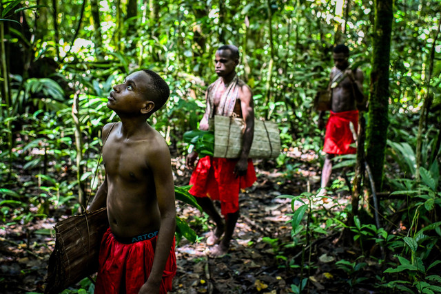 Mencari Tanaman Obat: Masyarakat Suku Tehit mencari tanaman obat-obatan di dalam hutan Kampung Sira, Kabupaten Sorong Selatan, Papua Barat Daya.  Foto: ANTARA FOTO/Rivan Awal Lingga