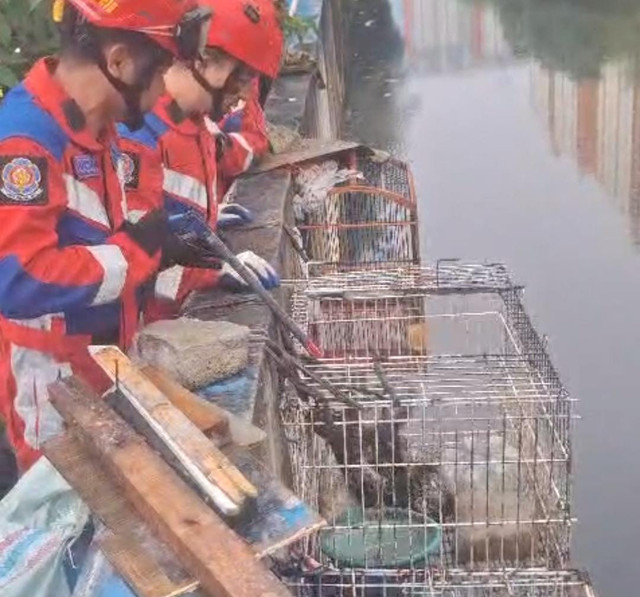 Damkar tangkap ular sanca 5 meter di Pademangan, Jakut, Sabtu (22/2). Foto: Dok. Sudin Gulkarmat Jakut