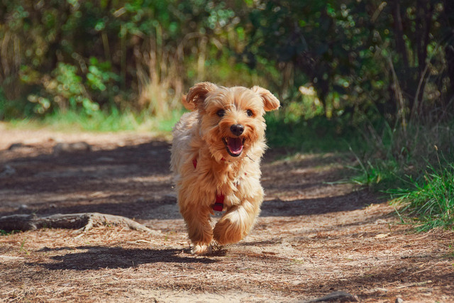 Ilustrasi tanda anjing ingin bermain, Foto: Pixabay/zoegammon