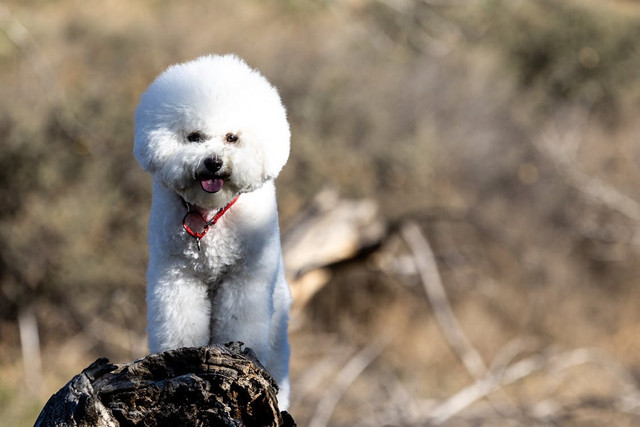 Ilustrasi Kenapa Anjing Bichon Mahal | Pexels/David Brown