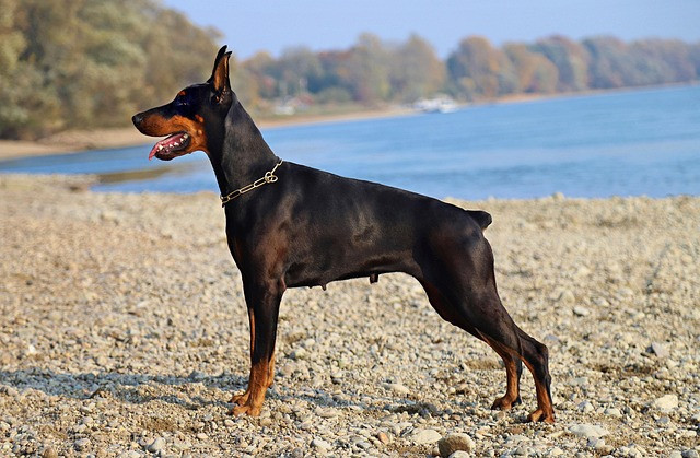 Ilustrasi Kenapa Ekor Anjing Doberman Dipotong? Pixabay/YamaBSM