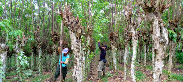 Contoh tumpangsari tanaman pangan dan tanaman pelindung yang menghasilkan biomassa