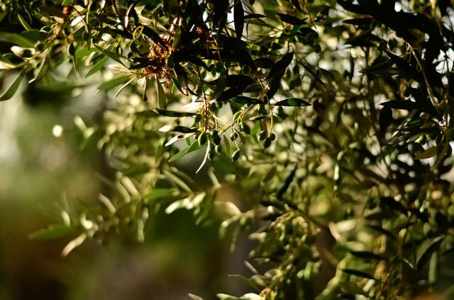 Penjelasan ending The White Olive Tree,Pexels/Julia Sakelli