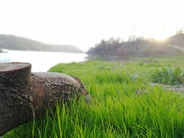 Photo by Gabriel Vieira: https://www.pexels.com/photo/selective-focus-photography-of-brown-tree-trunk-near-green-grass-field-1000936/