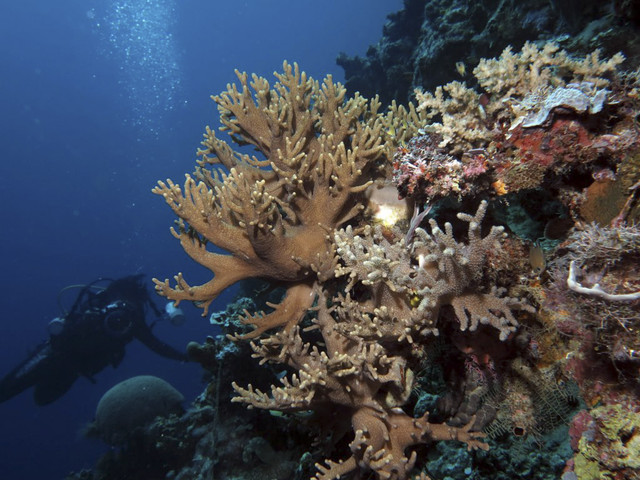 Ilustrasi Kawasan Taman Nasional Teluk Cenderawasih. Foto: Dok. Taman Nasional Teluk Cenderawasih