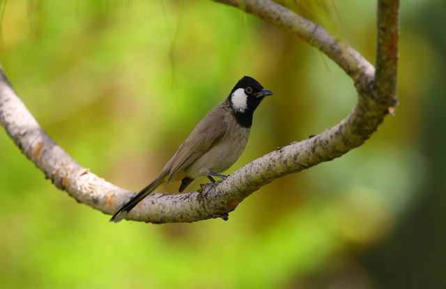 Photo by daniyal ghanavati: https://www.pexels.com/photo/brown-and-black-bird-on-tree-trunk-111305/