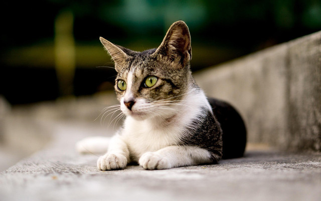 Ilustrasi rekomendasi makanan kucing mencegah FLUTD,Foto: Pixabay/NaviRamyle