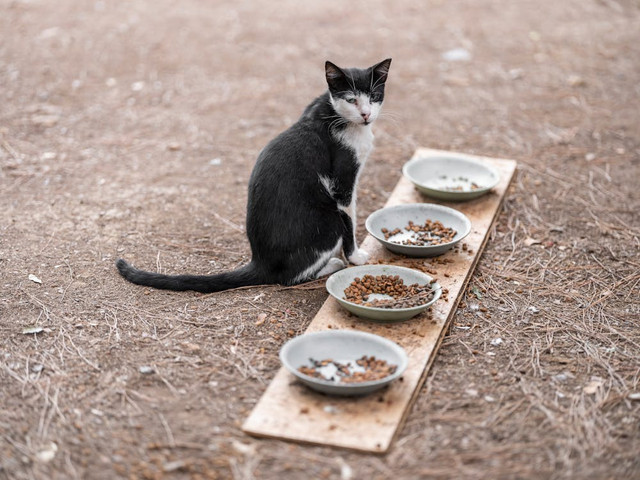 Ilustrasi Penyebab Kucing Muntah Makanan Kering, Foto: Pexels/Engin Akyurt