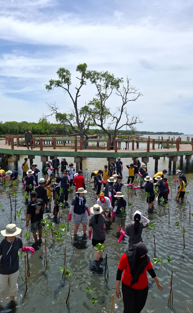 Relawan Palang Merah Korea menanam Mangrove di Pulau Untung Jawa Photo: PMI DKI Jaya