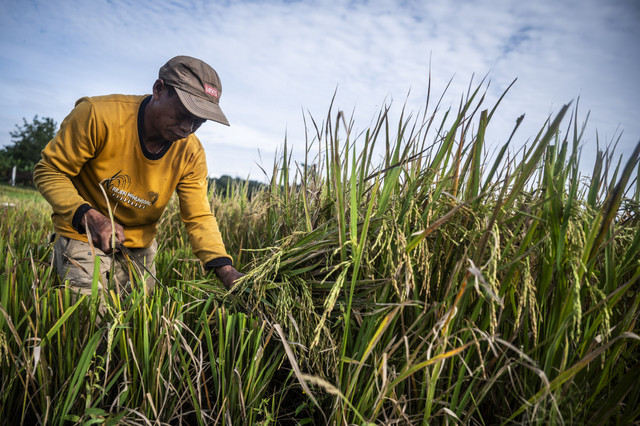 Petani memanen padi di Mijen, Semarang, Jawa Tengah, Selasa (25/2/2025). Foto: Aprillio Akbar/ANTARA FOTO