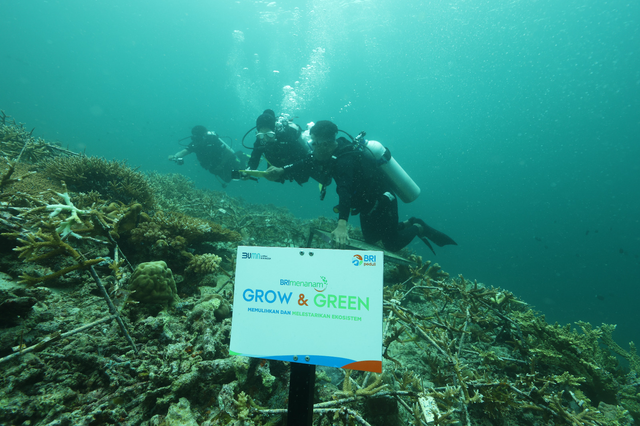 Program BRI Peduli lewat BRI Menanam-Grow & Green dalam transplantasi terumbu karang Laut Maratua di Kabupaten Berau, Provinsi Kalimantan Timur. Foto: Dok. BRI