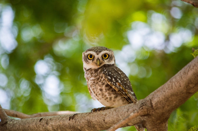 Ilustrasi jenis burung hantu yang bisa dipelihara. Foto: Pexels