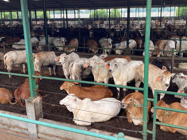 Sapi Impor asal Australia di Instalasi Karantina Hewan PT Lembu Jantan Perkasa, Purwakarta, Selasa (25/2/2025).  Foto: Muhammad Fhandra Hardiyon/kumparan