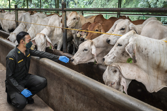 Dokter hewan karantina melakukan pengecekan sapi impor dari Australia di Fasilitas Instalasi Karantina Hewan, Purwakarta, Jawa Barat, Selasa (25/2/2025). Foto: Bayu Pratama S/ANTARA FOTO